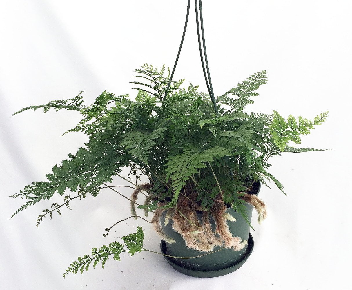 Rabbit's Foot Fern 6" HB Pot Easy to Grow!