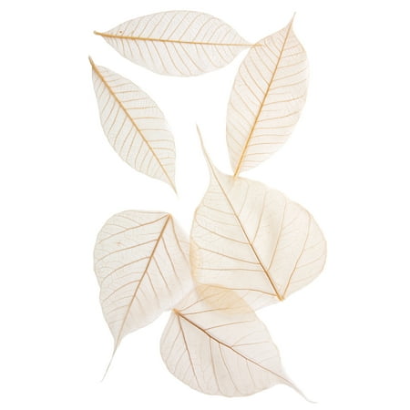 Assorted Leaves - Arnold Grummer Semi-Transparent Assorted Fossilized Leaf, 3 - 4 in, Pack of 48
