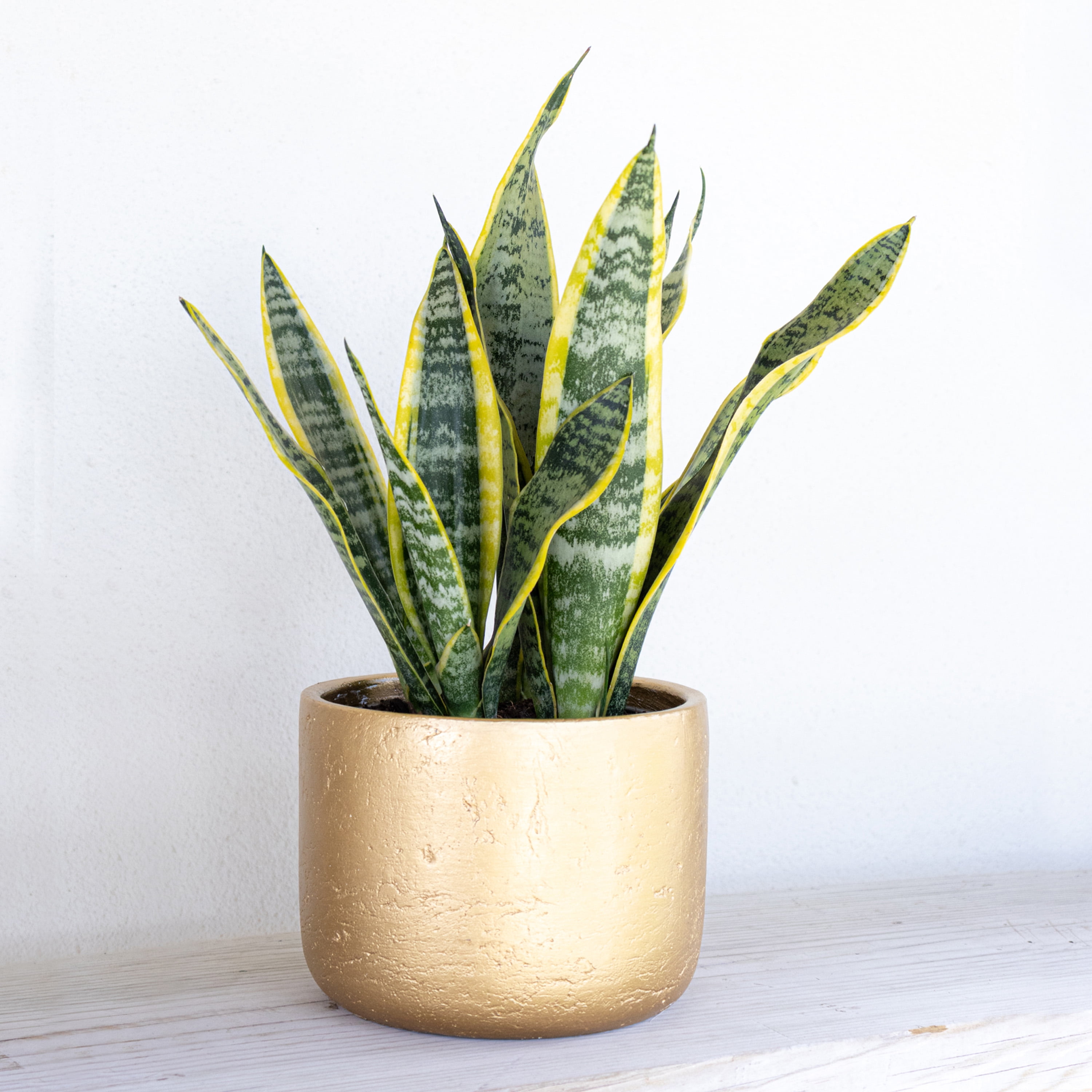 succulents arrangement XL Love Planter Succulent Arrangement main image 1