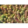 thumbnail image 6 of 50 BLUE SPRUCE SEDUM Reflexum Succulent Jenny's Stonecrop Goldmoss Yellow Flower Seeds, 6 of 8