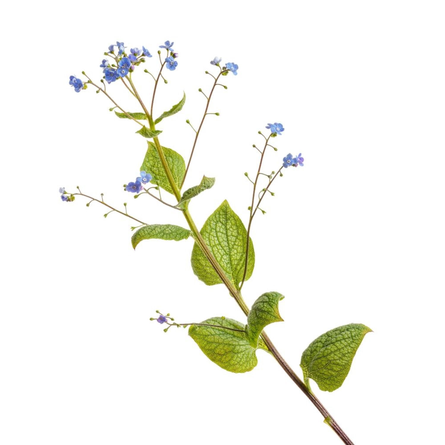 Proven Winners 5" 'Queen of Hearts' Heartleaf Brunnera Live Plant in 4.5" Pot (4 Count)