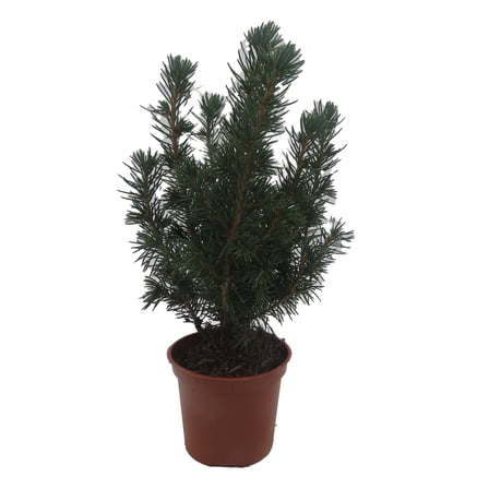 Dwarf Alberta Spruce -2.5" Pot - Picea glauca 'Conica' - Very Hardy
