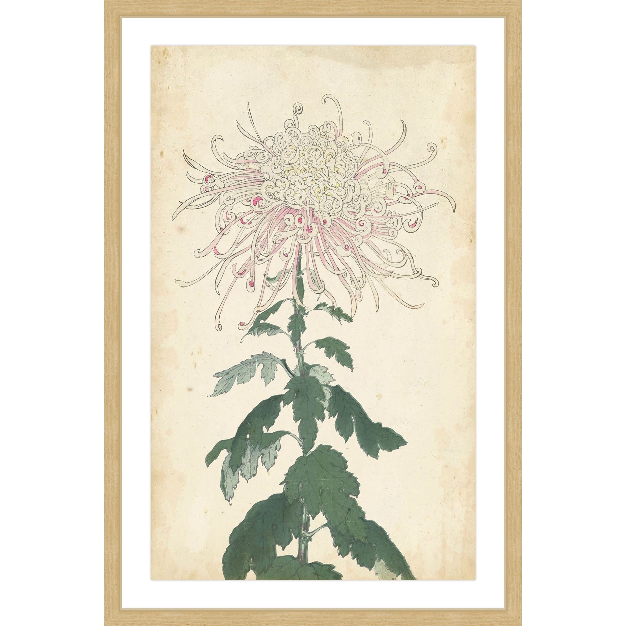 MARMONT HILL  - 'Chrysanthemum IV' Framed Painting Print - Multi-Color 16 x 24