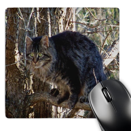 3dRose  Cat In A Tree Oil Painting  MousePad price history on PriceWatchPro