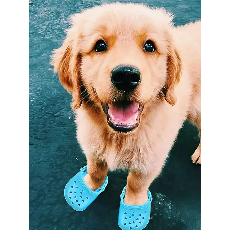 Crocs for best sale pets