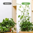 thumbnail image 4 of Clips de plantas con almohadillas adhesivas para escalar y colgar Afortunado Sencillez, 4 of 4