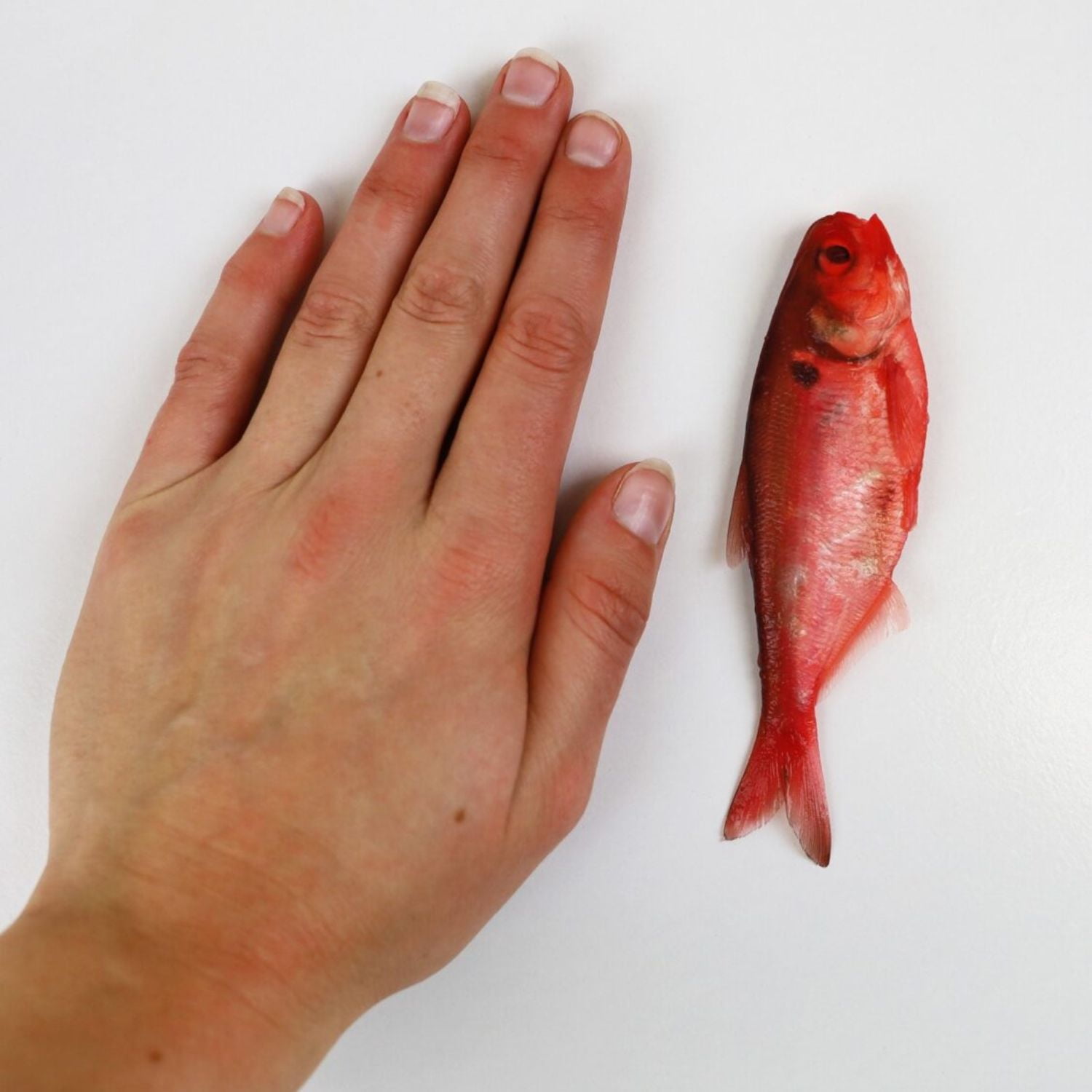 Magic Preserved Shad Bait 4 oz. – Red
