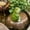 A, variant on Deeceymbur Stretching Frog Resin Garden Statue Outdoor Decor Patio Yard Pond Whimsical Cute Sculpture Hand-Painted Weather Resistant Ornament Garden Indoor