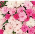 thumbnail image 6 of Better Homes and Gardens 1 Quart Dianthus I Love You Potted, Live Plant, Full Sun Perennial, 6 of 6