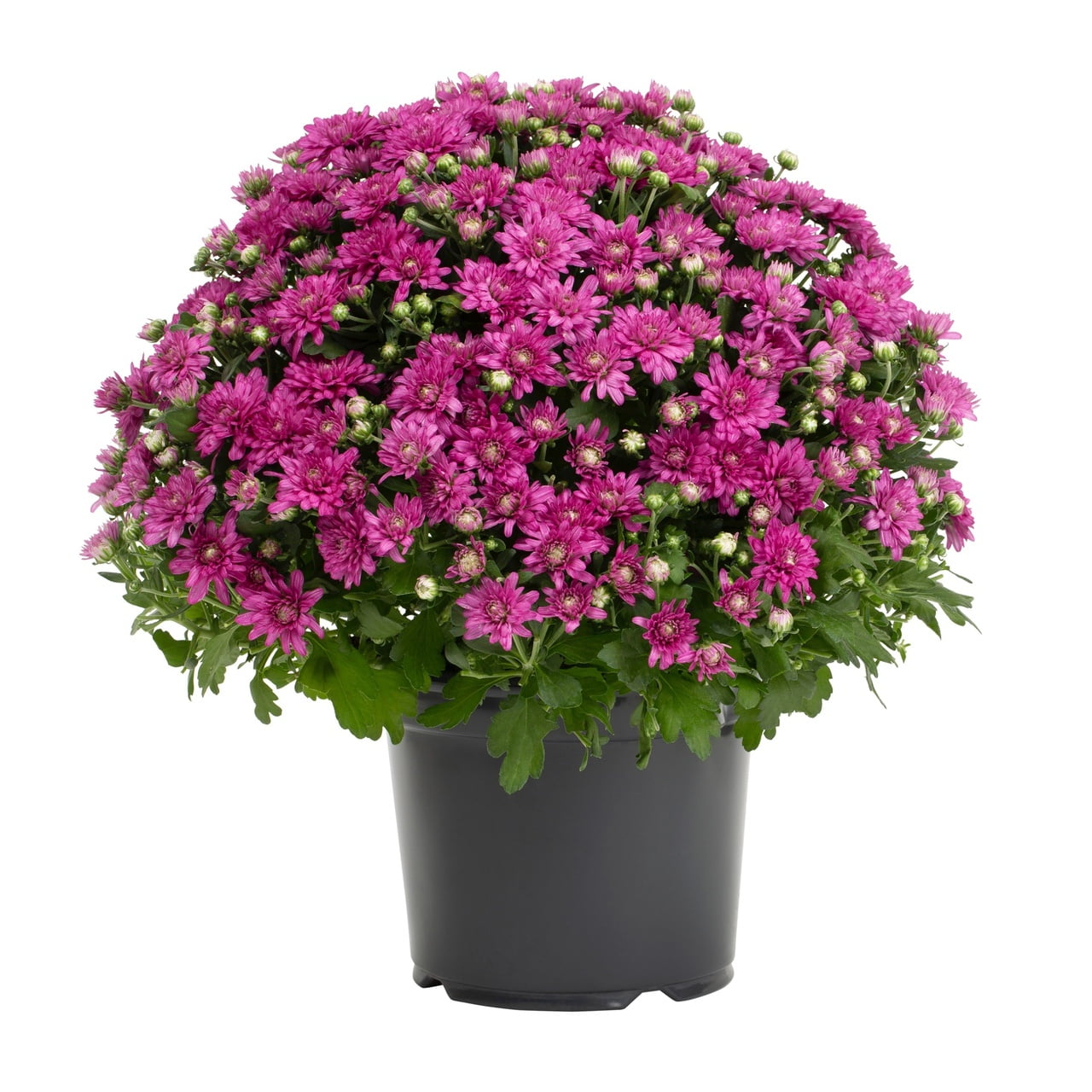 Expert Gardener Purple Garden Mum Live Plant, 3 qt Grower Pot, 2-Pack
