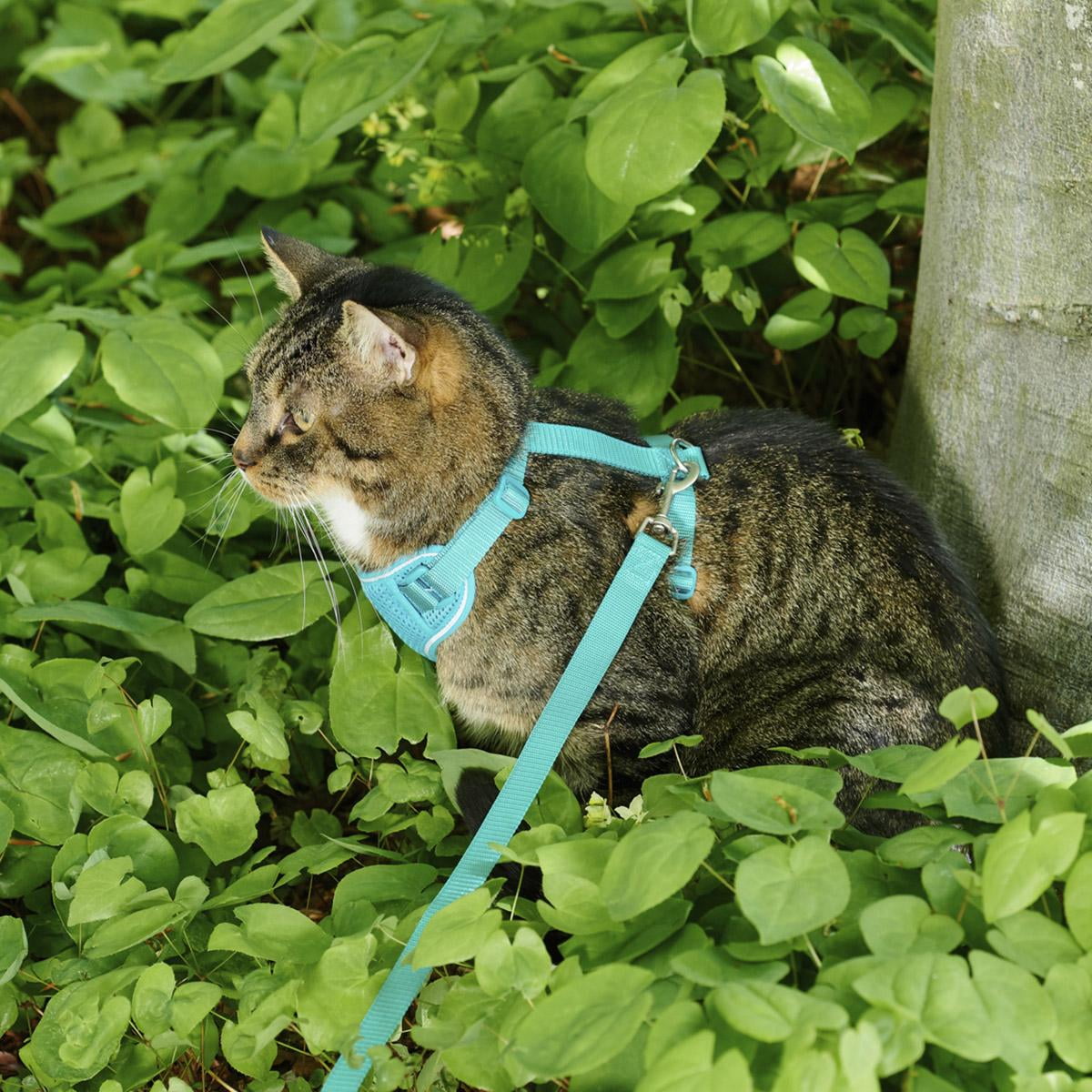 Adventure Kitty Cat Harness with Leash by RC Pet - Teal - Medium