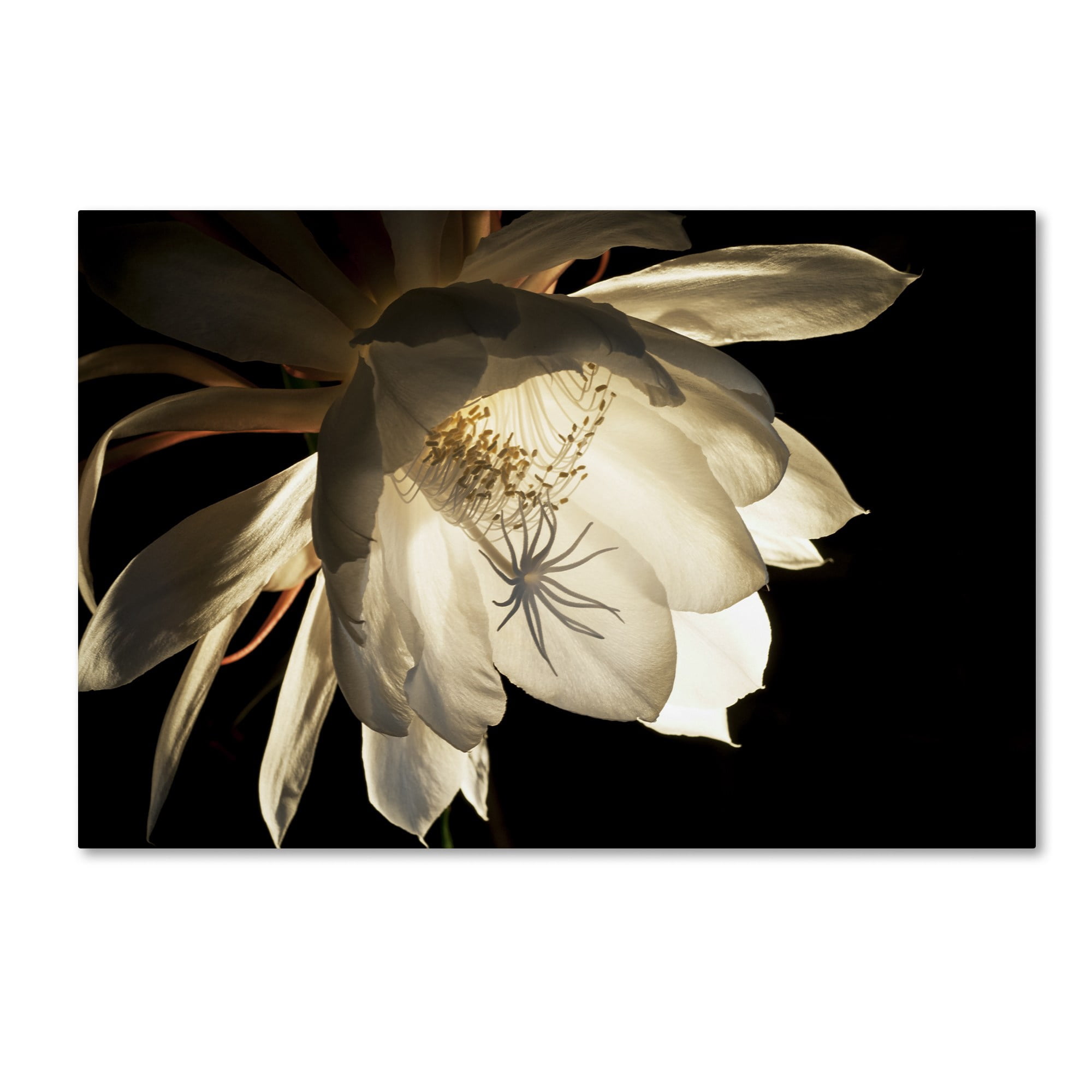 Trademark Fine Art "Midnight Portrait" Canvas Art by Kurt Shaffer