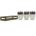 thumbnail image 1 of Admired by Nature ABN5P021-PRPL Succulentes d'Été en Plateau en Bois Violet - 3 Pièces, 1 of 1