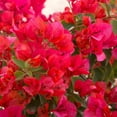 thumbnail image 4 of Red Jamaican Bougainvillea Plant for Outdoor Planting, Vibrant Bougainvillea Plant 4 - 9 Inch Tall, 4 of 6