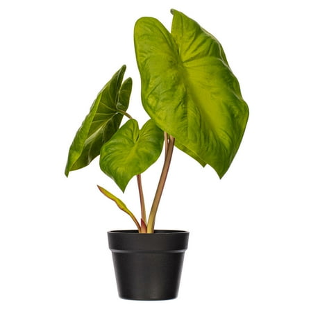 18" Green Alocasia Acuminata Potted