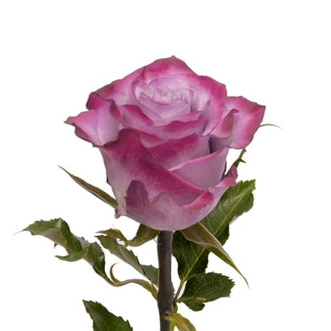 Lavender Roses 50 cm - Fresh Cut - 100 Stems
