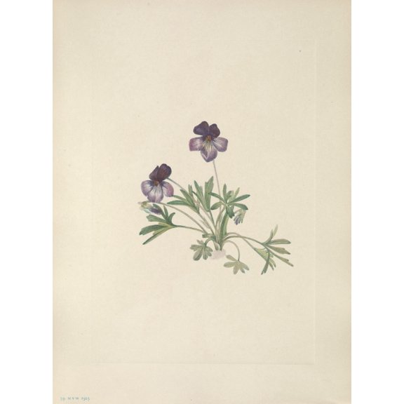 N American Wild Flowers 1925 Birdsfoot Violet Canvas Art - Mary V Walcott (24 x 36)