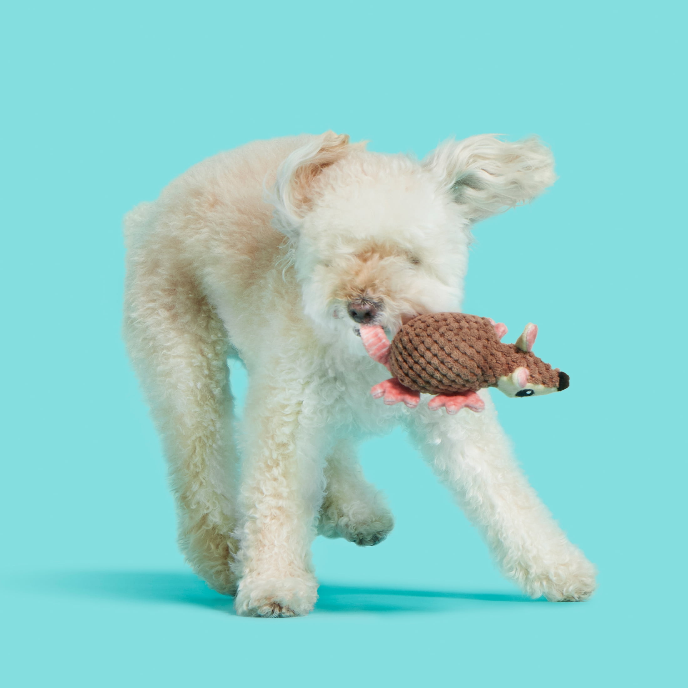 One of the Best Indestructible Dog Toys: The Zoey Challenge - Bark and  Swagger