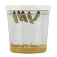 thumbnail image 4 of Insect Lore Cup of Caterpillars - 5 Live Painted Lady Caterpillars with Food - Refill for Butterfly Garden Kit - Stickers & Chrys-A-Lid Holding Log Included - STEM Learning Activity, 4 of 6