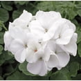 thumbnail image 5 of White Geranium Live Plant, 4–6 Inch Tall Flowering Plant in 4 Inch Pot, Easy Care Blooming Geranium for Patio, Garden, and Container Planting, 5 of 8