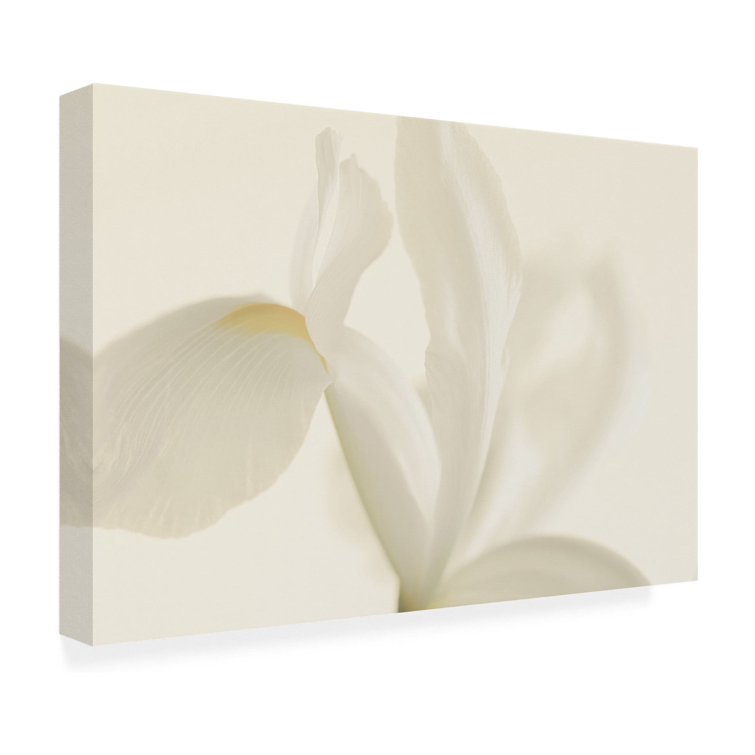 Alyson Fennell 'White Iris Flower Close Up' Canvas Art