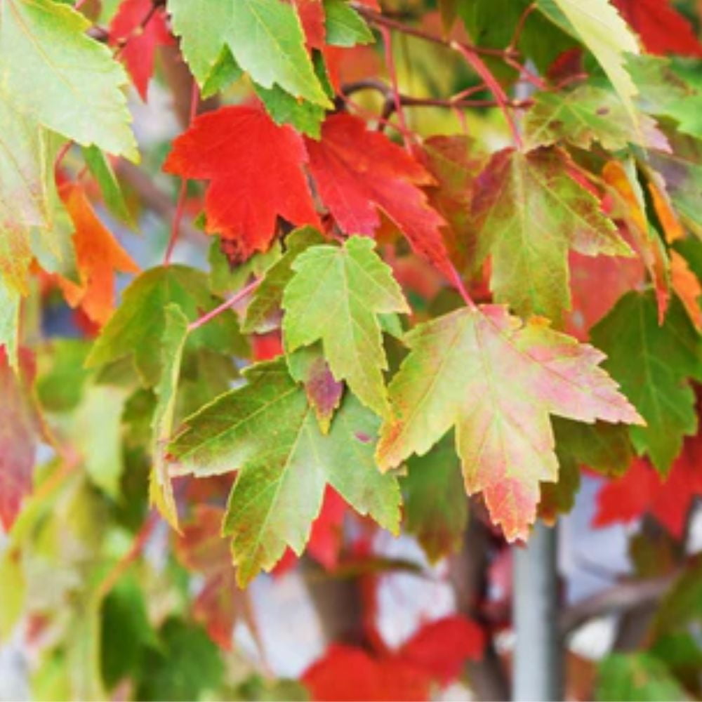 Expert Gardener 3-4' Cardinal Red Maple Tree in 7 gal. Grower Pot