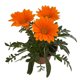 thumbnail image 4 of planta gazania 5", 4 of 5