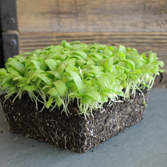 Chrysanthemum Flower Garden Seeds - Broad Leaf, Edible - 1 Oz - Non-GMO, Annual Wildflower & Microgreens Seeds - AKA: Garland Daisy