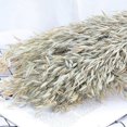 thumbnail image 1 of POINTERTECK Dried Natural Plant Real Dry Wheat Flower Bouquet For Home Decor Wedding 1PC, 1 of 4
