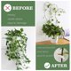thumbnail image 4 of 50pcs Plant Clips For Climbing Plants, Plant Wall Fixture Clips, Self Adhesive Invisible Wall Vines Fixer Sticky Plant Hooks, 4 of 5