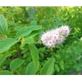 thumbnail image 3 of 100 WHITE MEADOWSWEET Spiraea Alba Narrow Leaved Queen of the Prairie Native Flower Shrub Seeds, 3 of 10