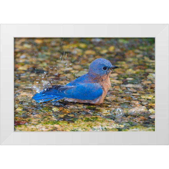 Day, Richard and Susan 14x11 White Modern Wood Framed Museum Art Print Titled - Eastern Bluebird-Sialia sialis-male bathing Marion County-Illinois