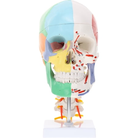 Axis Scientific Life-Size Half-Didactic Half-Muscle Painted Skull with Cervical Spine and Spinal Nerves Anatomy Model  life size anatomy  demonstration skill  learning school  educational model price history on PriceWatchPro
