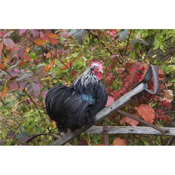 Bantam Black Cochin Rooster Perched on Handle of Old Wooden Plough in Autumn Poster Print - 38 x 24 in. - Large