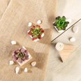 thumbnail image 6 of Efavormart Set of 3 | 3'' Assorted Mini Echeveria Artificial Faux Succulent Plants Mini Green Plants in Ceramic Pot with Rocks, 6 of 11