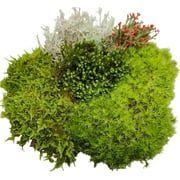 Super Fairy Garden Assortment Moss and Lichen for Terrarium, 6"x9" Bag