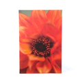 thumbnail image 2 of Kathy Yates "Fiery Dahlia" Canvas Art, 2 of 2