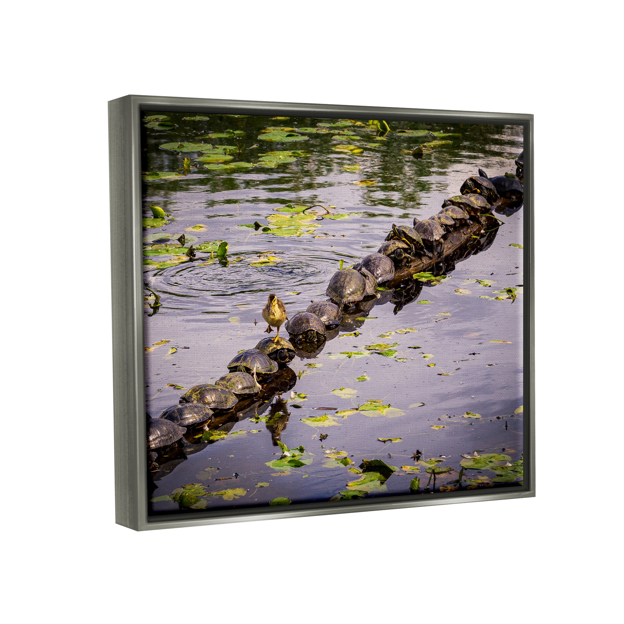 Stupell Industries Bird on Turtle Backs Landscape Photography Gray Floater Framed Canvas Art Print Wall Art, 31 x 25