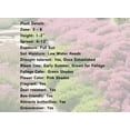 thumbnail image 4 of Live Perennial Red Creeping Thyme  Plants Deer Resistant Drought Tolerant Flowering Groundcover  -1- 3.5”  POT, 4 of 5