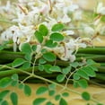 thumbnail image 3 of Brighter Blooms - Moringa Tree, 5-6 ft. - No Shipping To AK, AZ, HI, 3 of 6