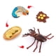 thumbnail image 3 of Paquete de 4 s de ciclo de de/, s de modelo de animales realistas de plástico Zulema Enseñanza de las etapas del ciclo de vida, 3 of 8