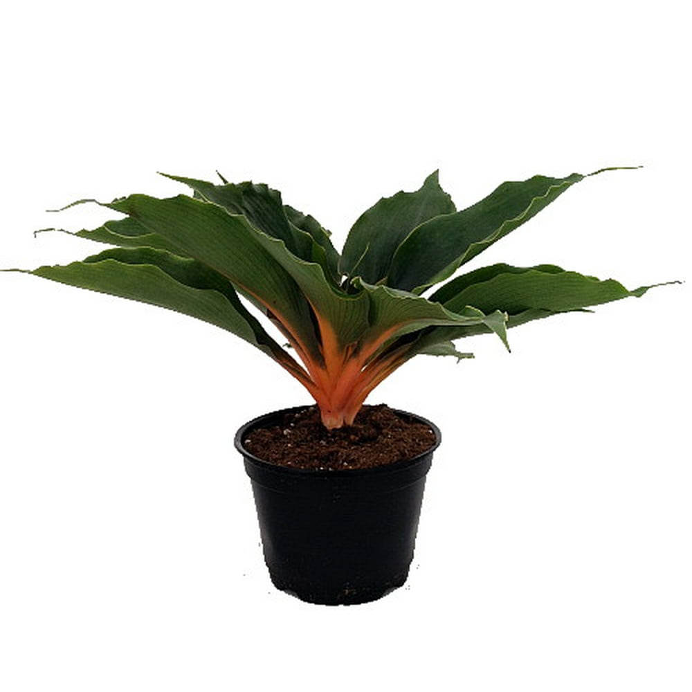 Orange Mandarin Spider Plant Chlorophytum Easy to Grow 6" Pot