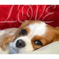 thumbnail image 2 of CafePress - Cavalier King Charles Spaniel Love Throw Blanket - Soft Fleece Throw Blanket, 50"x60" for All Ages, 2 of 2
