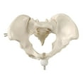 thumbnail image 1 of Modelo de pelvis femenina humana, esqueleto, modelo médico, entrenamiento del suelo pélvico, esqueleto humano, herramienta de enseñanza para, 1 of 8