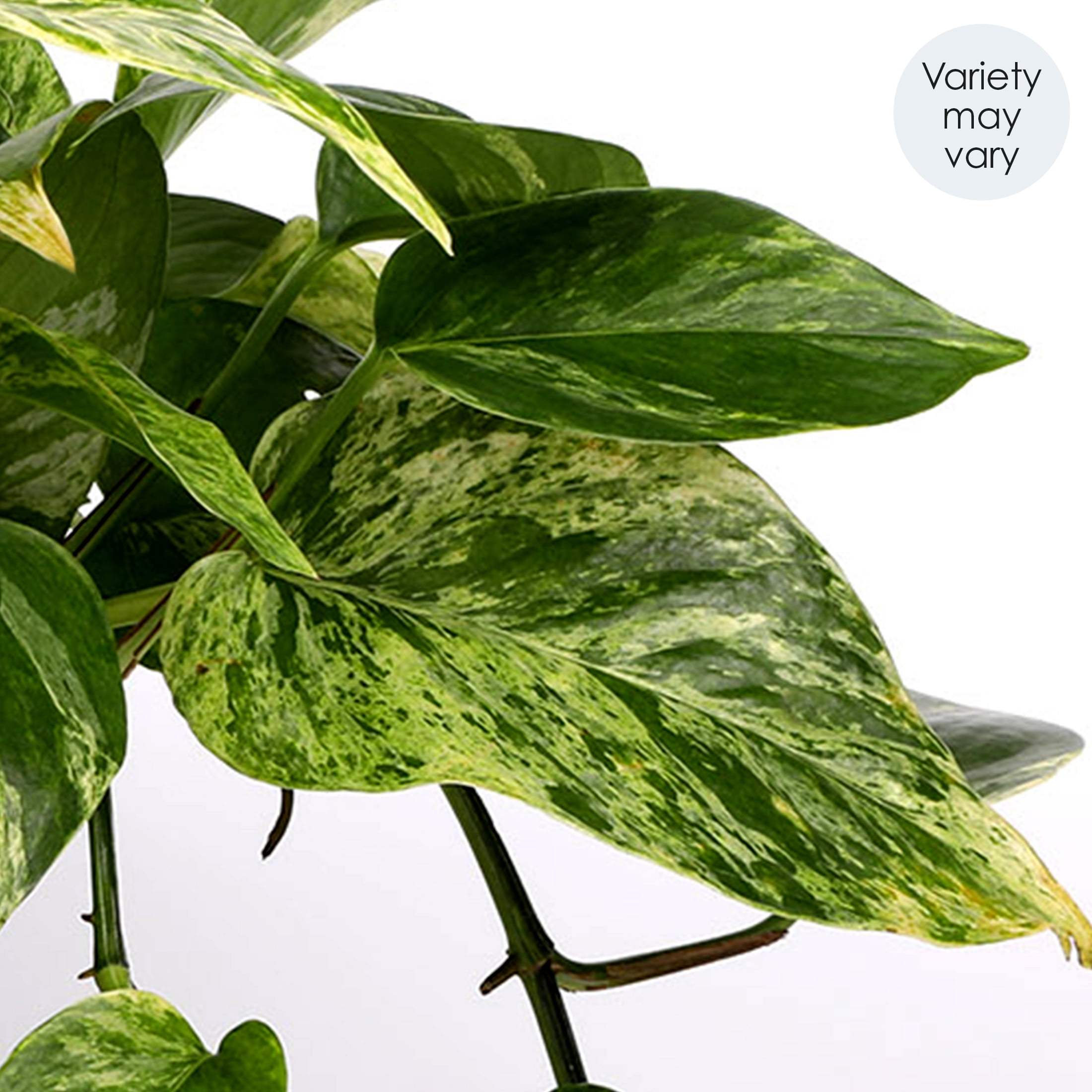 5IN Pothos (Love You Edition) – Seagrass Pot – “I Love You Envelope”