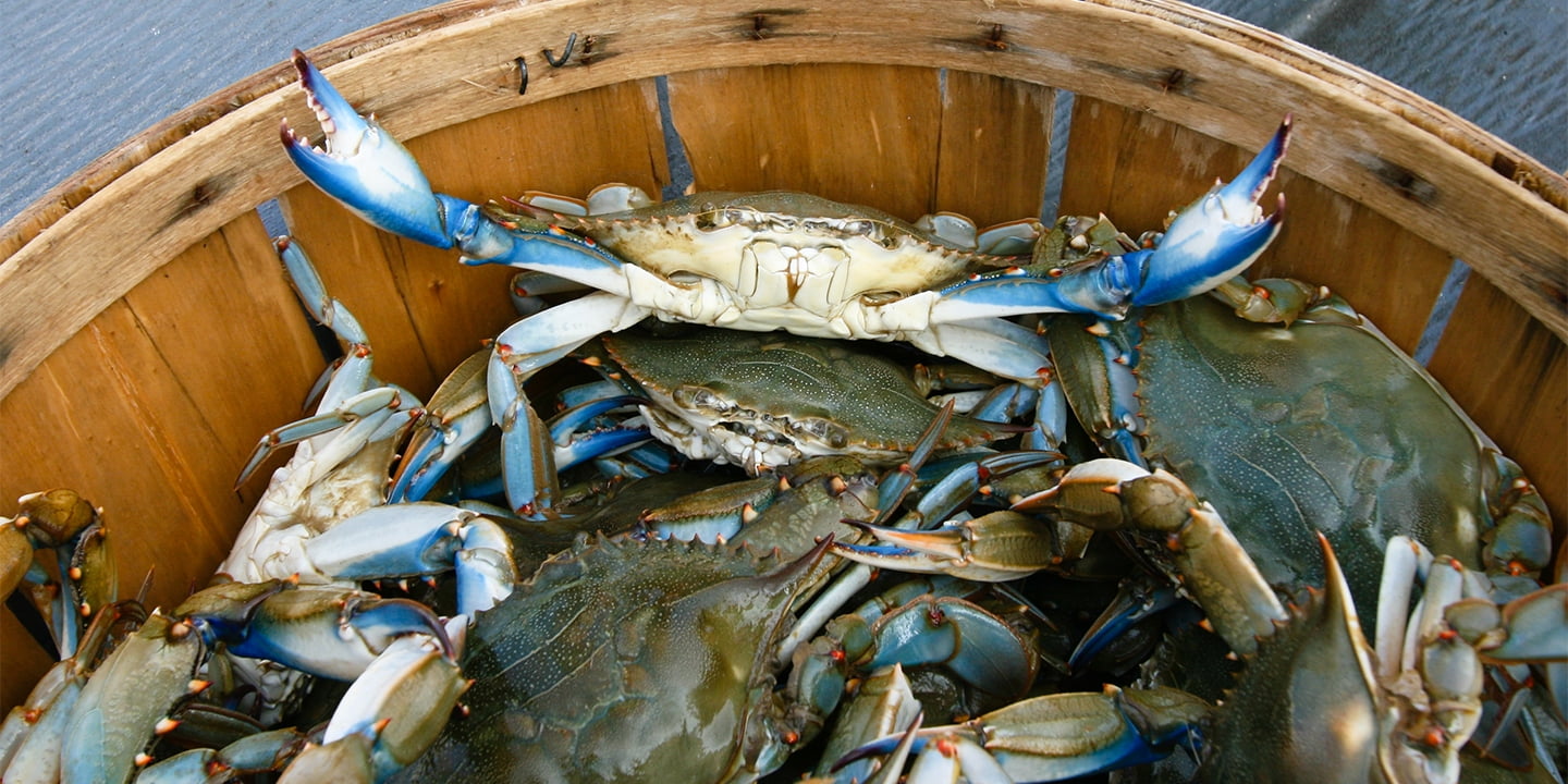 (3 pack) Tsunami 48' Crab Trap Line