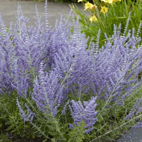 Van Zyverden Perovskia Russian Sage Set of 3 Plant Roots Blue Full Sun Perennial Fragrant 1 lb