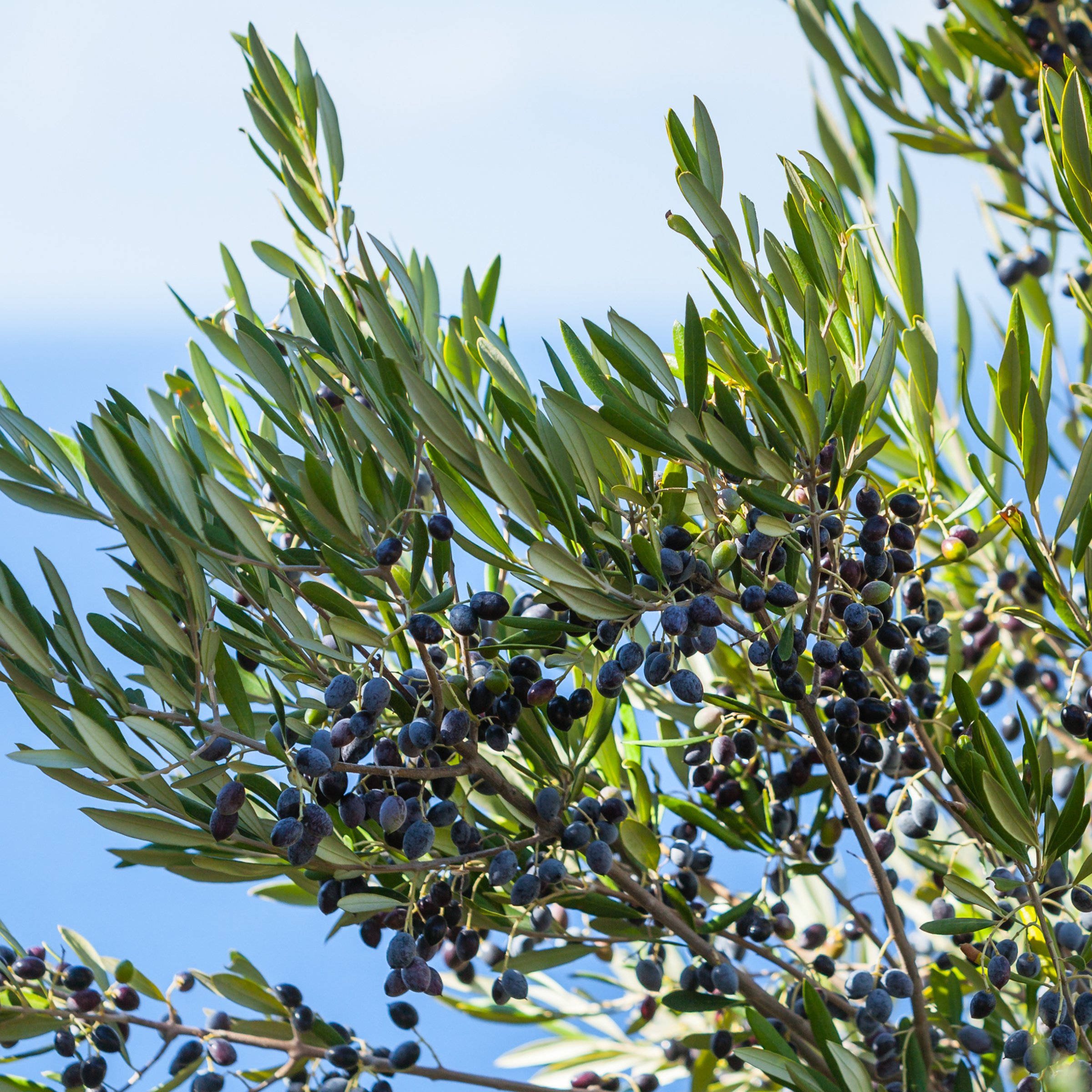 National Plant Network 1 gal. Bucida Buceras Black Olive Tree