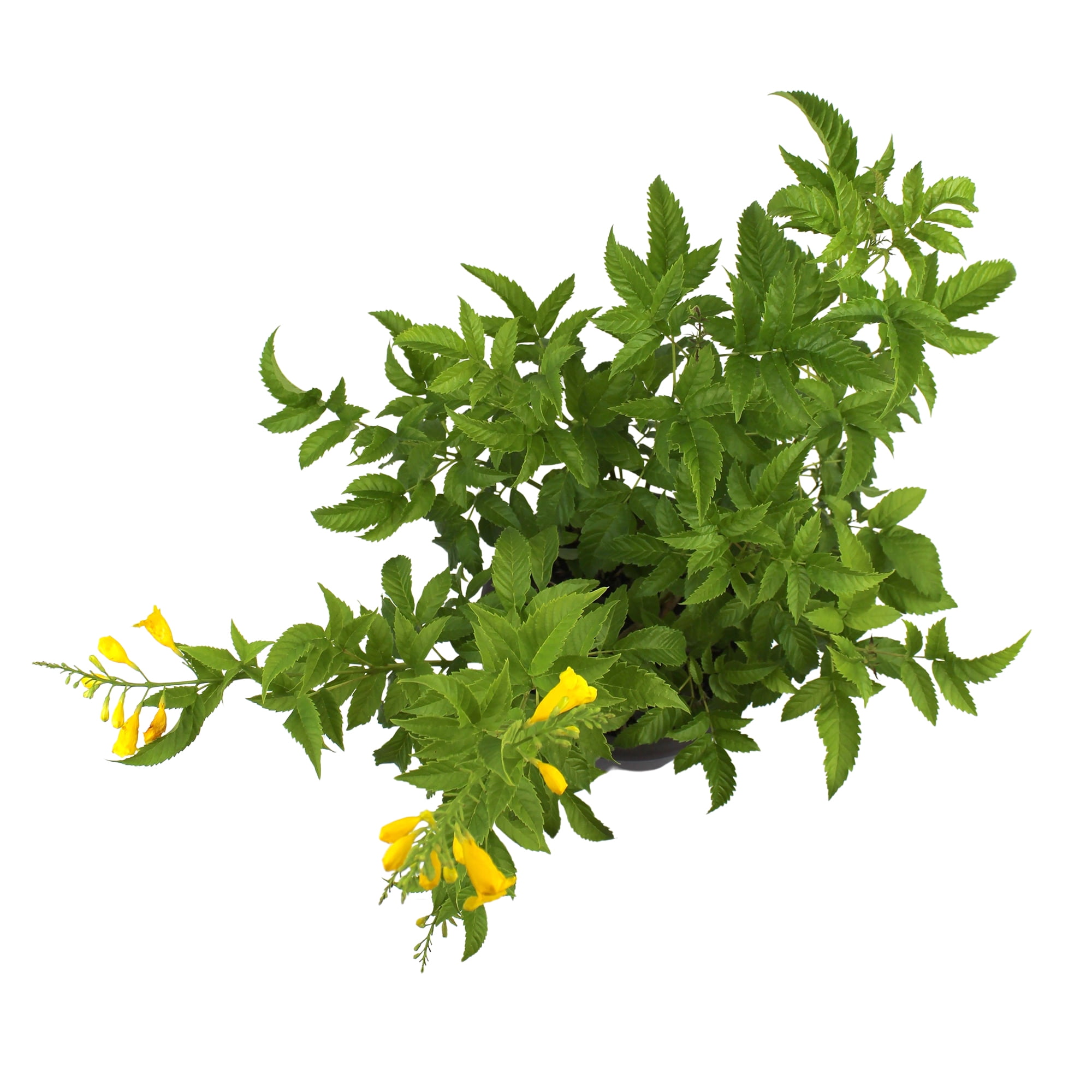 "Island Blooms Tecoma Stans Gold Star Esperanza, 26"" - 30"" Tall
