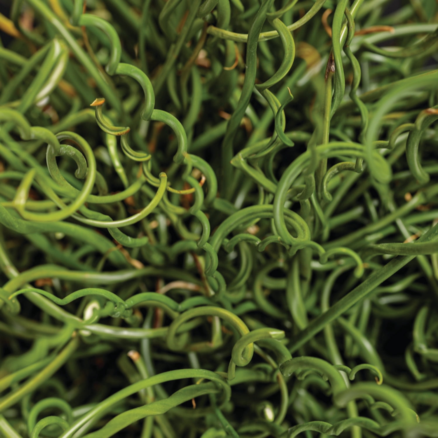 Proven Winners 5" Graceful Grasses Curly Wurly Corkscrew Rush Live Plant in 4.5" Pot
